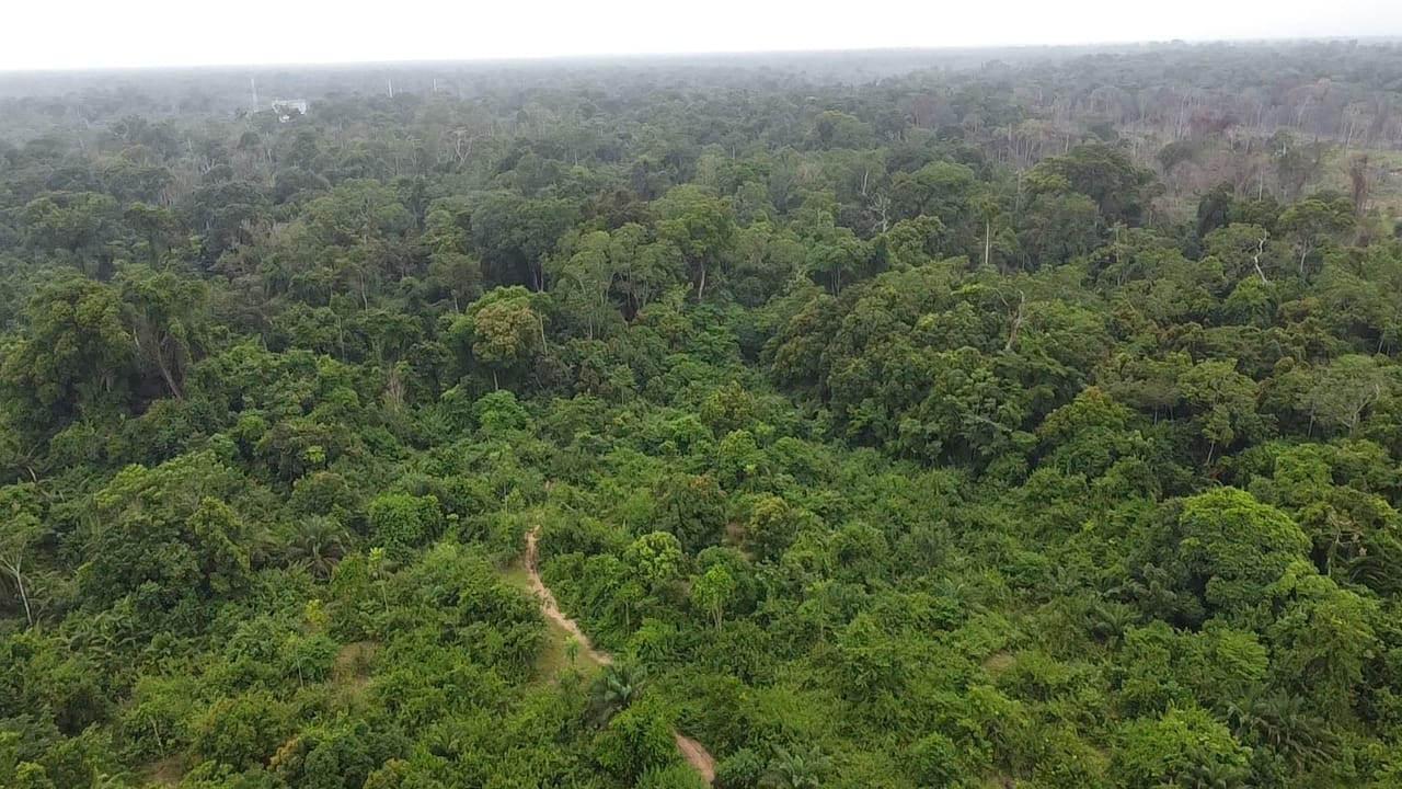 kribi londji