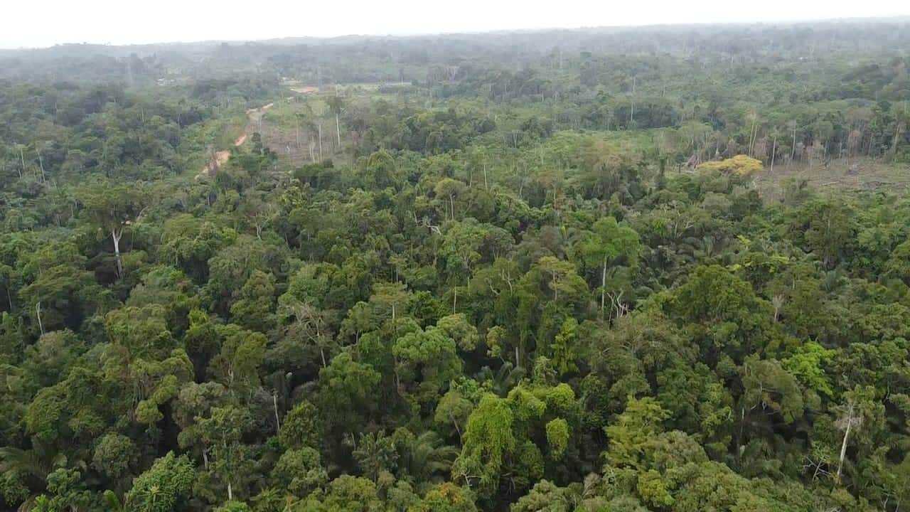 kribi londji